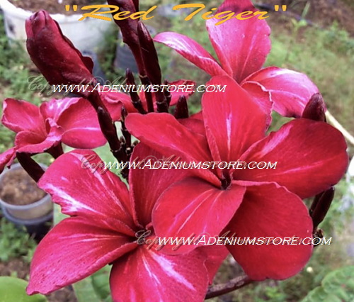 (image for) Plumeria Rubra Red Tiger 6 Seeds - Click Image to Close